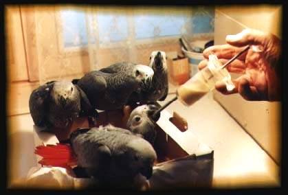 Centre d'élevage de bébés perroquets