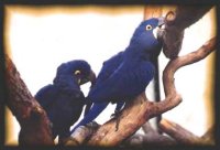 Perroquets bleus