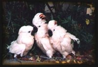 Perroquets blancs