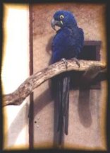 Perroquet bleu
