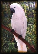 Perroquet blanc